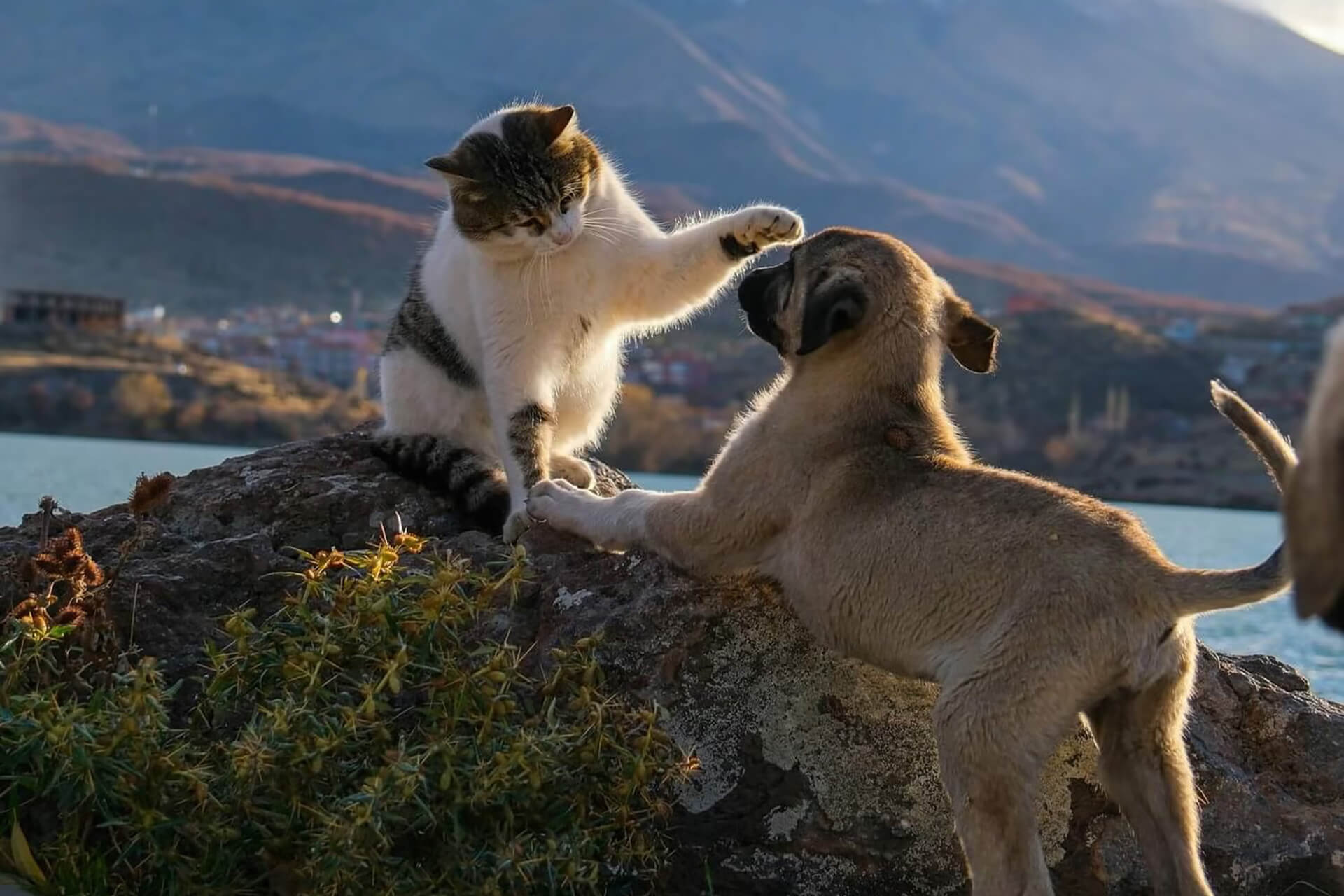 Arlington Veterinarian Mobile